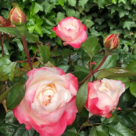 Haus Anholt * Timmendorfer Strand