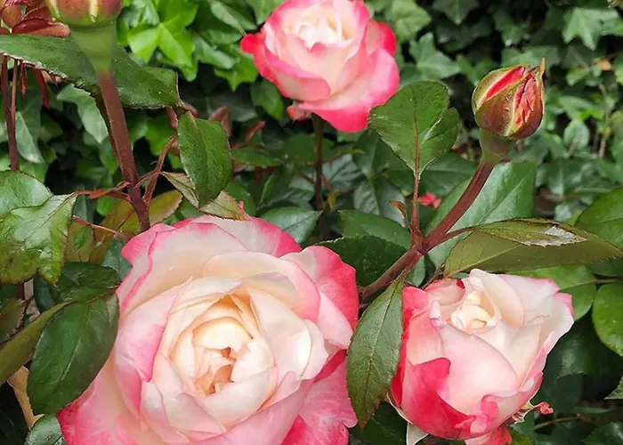 Haus Anholt * Timmendorfer Strand